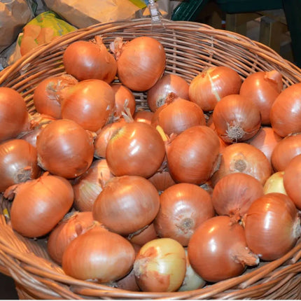 Premium Kunduz Onions