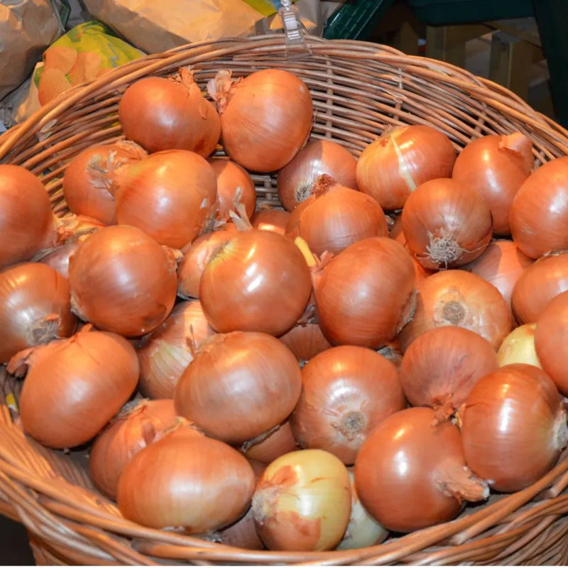 Premium Kunduz Onions