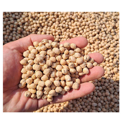 Russian Chickpeas (Large Size)