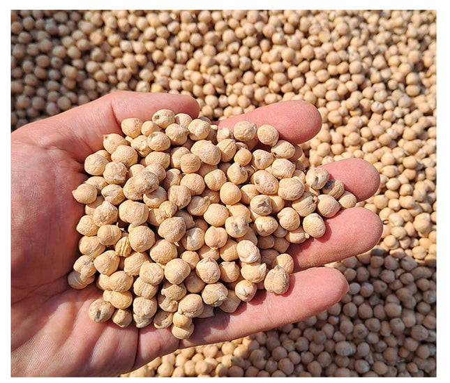 Russian Chickpeas (Large Size)