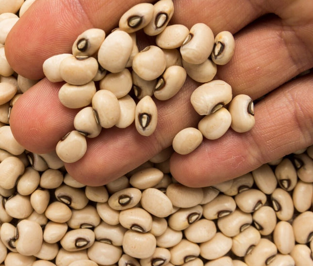 Premium White Beans